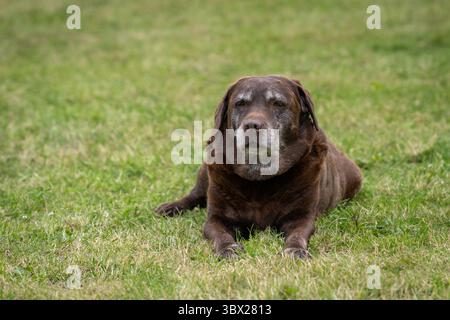 Ritratto del Labrador Retriever al cioccolato steso sul prato. Vecchio Labrador Retriever al cioccolato o semplicemente Labrador steso sull'erba. Foto Stock
