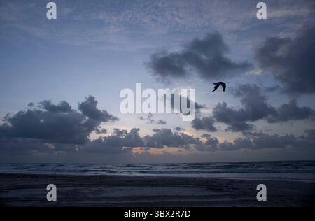 20 agosto 2021, Corpus Christi, Texas, STATI UNITI: 20 agosto 2021. Corpus Christi, Tx, Stati Uniti. Un gabbiano vola sopra la spiaggia mentre il sole sorge su padre Island mentre grandi onde si schiantano sulla spiaggia dall'uragano Grace che si è spinto nel Golfo del Messico dopo aver attraversato la penisola dello Yucatan in Messico. (Immagine di credito: © Ralph Lauer/ZUMA Press Wire) Foto Stock