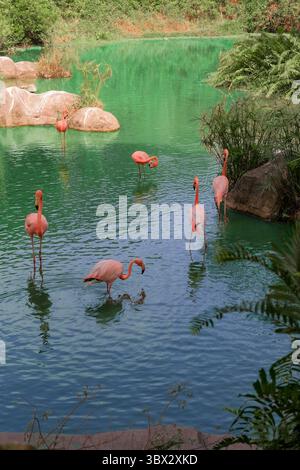 Un piccolo gruppo di fenicotteri si erge graziosamente in acque limpide e verde smeraldo, circondate da rocce e vegetazione lussureggiante Foto Stock