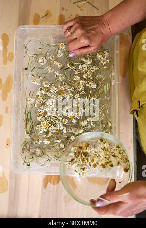 Mani che aggiungono fiori di camomilla secchi e erba al composto di polpa di carta. Elementi decorativi naturali per carta ecocompatibile fatta a mano. Papa' sostenibile fai-da-te Foto Stock