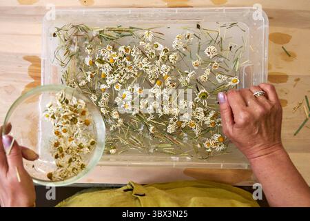 Mani che aggiungono fiori di camomilla secchi e erba al composto di polpa di carta. Elementi decorativi naturali per carta ecocompatibile fatta a mano. Papa' sostenibile fai-da-te Foto Stock