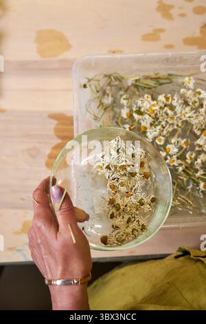 Mani che aggiungono fiori di camomilla secchi e erba al composto di polpa di carta. Elementi decorativi naturali per carta ecocompatibile fatta a mano. Papa' sostenibile fai-da-te Foto Stock