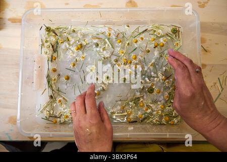 Mani che aggiungono fiori di camomilla secchi e erba al composto di polpa di carta. Elementi decorativi naturali per carta ecocompatibile fatta a mano. Papa' sostenibile fai-da-te Foto Stock