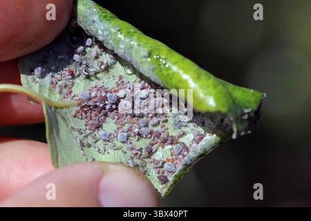 Melanaphis pyraria, afide di pere. Una colonia di individui senza ali su un albero di pera nel giardino. Foto Stock