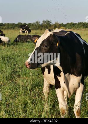 Mucca prim holstein nel pascolo verde in estate, bestiame da latte nel gras verde. Agricoltura e allevamento estensivi Foto Stock
