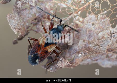 Insetto di semi di colore sporco (Eremocoris abietis) della famiglia Rhyparochromidae. Foto Stock