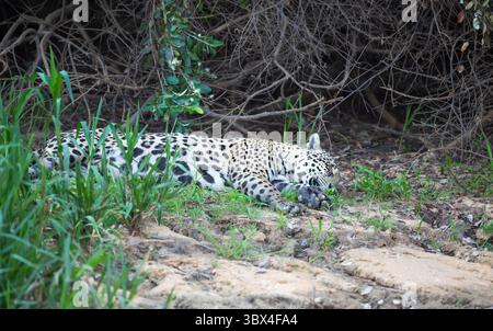 Primo piano di un giaguaro (Panthera onca) che dorme su una riva del fiume, Pantanal, Brasile. Foto Stock