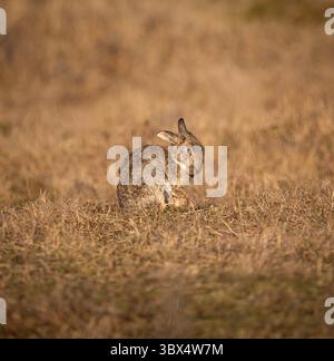 Immagine di un coniglio europeo comune selvaggio seduto su un campo di erba bruna in una brughiera vicino ad Aberlady, in Scozia, Regno Unito Foto Stock