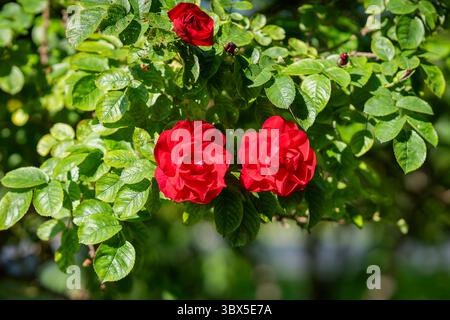 Arbusto rosa Hansaland grande cespuglio verde con rose rosse in fiore cresce nel giardino. Rose Hansaland fiorito con fiori medi, semi-doppi, di colore rosso scuro Foto Stock