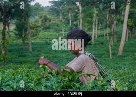 5 settembre 2021: Una lavoratrice è impegnata a bere il tè al giardino del tè Lakkatura, Sylhet, Bangladesh. Al giorno d'oggi un lavoro ottiene solo 102 Taka (1,20 USD) come salari. (Immagine di credito: © MD Rafayat Haque Khan/ZUMA Press Wire) Foto Stock