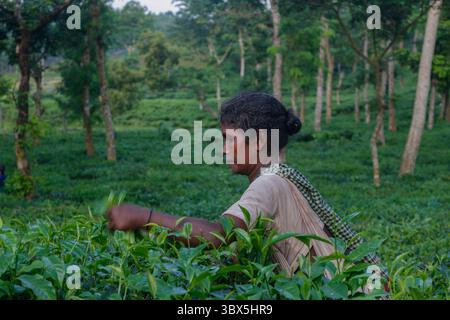 5 settembre 2021: Una lavoratrice è impegnata a bere il tè al giardino del tè Lakkatura, Sylhet, Bangladesh. Al giorno d'oggi un lavoro ottiene solo 102 Taka (1,20 USD) come salari. (Immagine di credito: © MD Rafayat Haque Khan/ZUMA Press Wire) Foto Stock