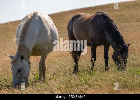 Due cavalli selvaggi pascolano pacificamente sui prati di montagna di Livno, Bosnia ed Erzegovina Foto Stock