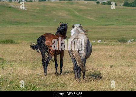 Cavalli selvatici a Livno, Bosnia ed Erzegovina Foto Stock