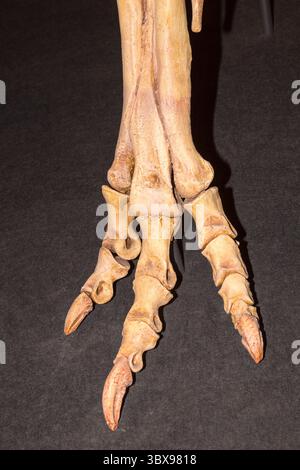piede di dinosauro e scheletro che mostra la struttura corporea per l'educazione e la scienza Foto Stock