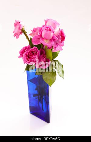 Rose in vaso blu. Una rosa è una pianta lignea perenne del genere Rosa. Ci sono oltre trecento specie e decine di migliaia di culti Foto Stock