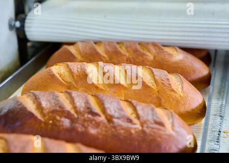 Pani bianchi a bacchetta appena sfornati emergono dal forno in una fabbrica di pane durante la produzione mattutina Foto Stock