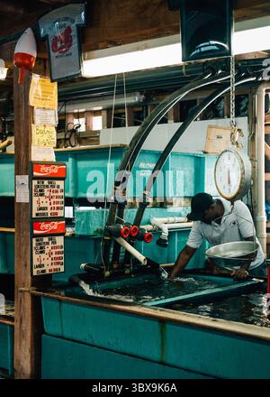 Carri armati di aragosta al Youngs Lobster Pound di Belfast, Maine Foto Stock