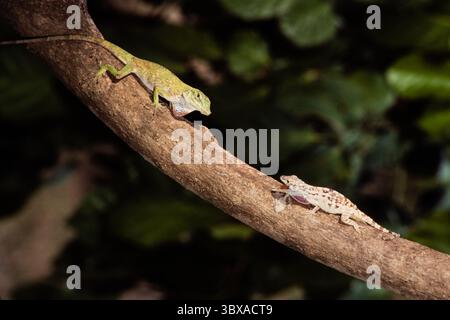 16 febbraio 2021, Panama, Panama: Un anodo verde neoptropicale, Anolis biporcatus, affronta un maschio Lichen Anole su un ramo d'albero a Panama. (Immagine di credito: © Jon G. Fuller/VW Pics via ZUMA Press Wire) Foto Stock