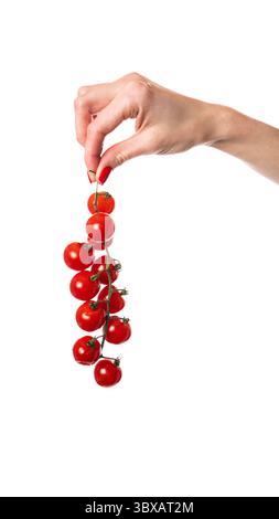 Ramo di pomodoro ciliegino nel percorso della mano isolato su bianco Foto Stock