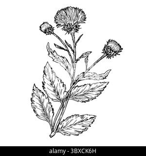 Fiori selvatici con gemme e foglie, schizzi in bianco e nero. Illustrazione vettoriale. Garofano, burdock, fiore di prato, isolato su sfondo bianco. Il Illustrazione Vettoriale