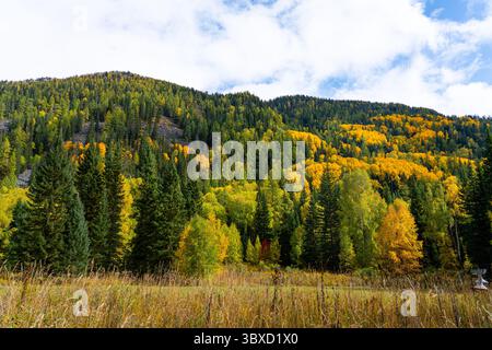 Un'ampia vista di una collina coperta da una foresta variegata caratterizzata sia da alberi autunnali di colore giallo brillante che da sempreverdi di colore verde scuro. Foto Stock