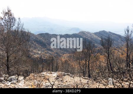 Devastanti incendi selvaggi che bruciano alberi nel paesaggio montano della foresta Foto Stock