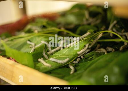 Bachi da seta in una stazione di allevamento a Samarcanda, Uzbekistan Foto Stock