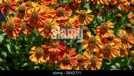 Helenium Waltraut, Sneezeweed presso RHS Gardens, Wisley Foto Stock
