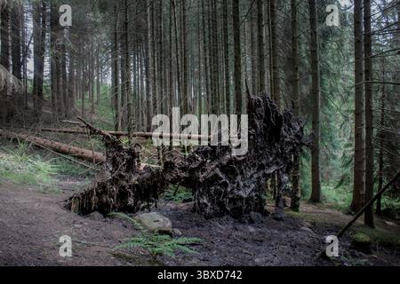 Le radici di due pini caduti in una foresta di conifere Foto Stock