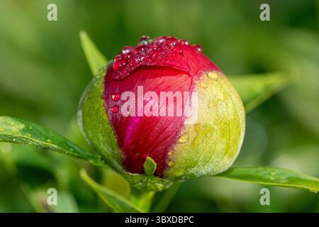 Questa incredibile foto macro cattura un gemme di peonia delicatamente ricoperto di scintillanti gocce di rugiada mattutina. I dettagli intricati e i colori vivaci mettono in risalto i Foto Stock