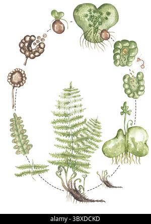 Acquerello ciclo di vita delle piante di felce forestali, poster della fase di crescita della felce, stampa della flora selvatica Foto Stock