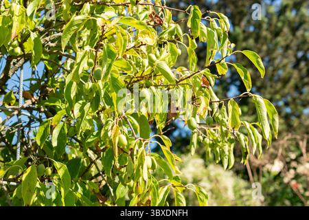San Gallo, Svizzera, 7 settembre 2024 Actinidia Arguta o pianta di kiwi resistente presso l'orto botanico Foto Stock