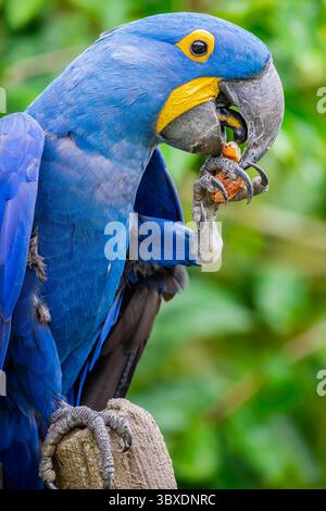 Il macaw di giacinto è un pappagallo nativo dell'America centrale ed orientale del Sud. È il più grande macaw e la più grande specie di pappagallo volante. Foto Stock