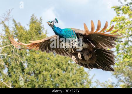 Magnifico pavone femminile con piumaggio verde e blu vibrante che si innalzano nell'aria con ali completamente sparse Foto Stock