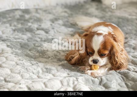 Ritratto cucciolo carino Cavalier Re Carlo Spaniel. Osso da masticare per cani disteso a letto, concentrazione selettiva. Foto Stock