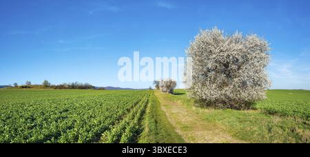 Strada di campagna che attraversa campi verdi in primavera, vecchia strada con ciottoli, prati bianchi in fiore, vicino a Quedlinburg, Sassonia-Anhalt, Germania Foto Stock