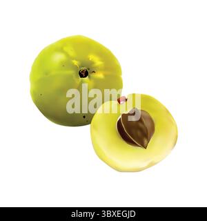 illustrazione dei frutti di uva spina amla su sfondo bianco vol 01 Illustrazione Vettoriale