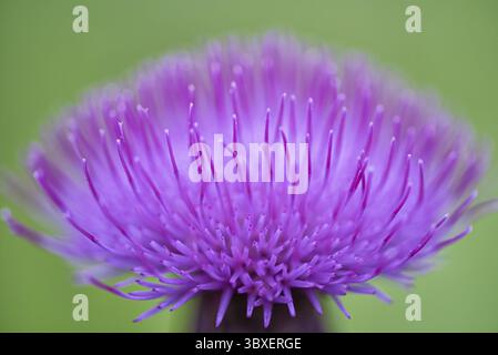 Macro di una testa di fiori di listello di latte su sfondo verde Foto Stock