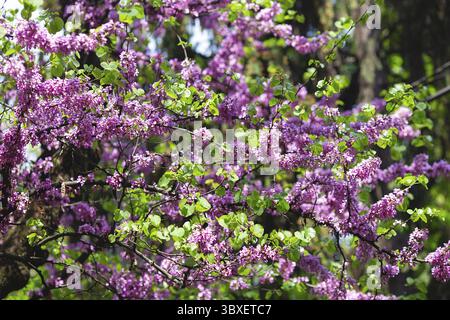 Cerci europei, o albero di Giuda, o scarlatto europeo. Primo piano di fiori rosa di Cercis siliquastrum. Cercis è un albero o arbusto, una specie del genu Foto Stock