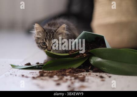 Gattino carino e piantatrice caduta con un fiore sul pavimento. danni causati dagli animali domestici. I gattini giocano e sorprendono mangiando profumati di piante domestiche Foto Stock