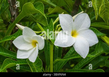 Vista ravvicinata dei fiori bianchi e gialli di plumeria pudica, anche nota come freccia dorata o cucchiaio dorato sullo sfondo naturale dopo la pioggia nel giardino tropicale Foto Stock