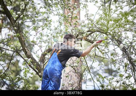 Un uomo con una sega taglia un ramo di un albero di mele in fiore nel giardino Foto Stock