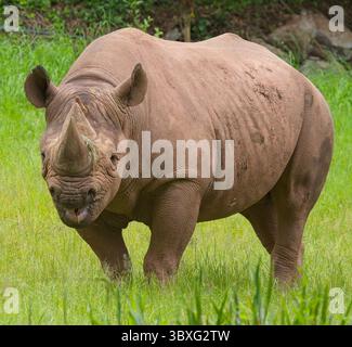 Rinoceronte nero (Diceros bicornis), un animale in cattività, Paignton Zoo, Devon, REGNO UNITO. Foto Stock