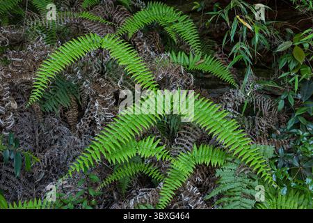 22 maggio 2013, Zhanjiajie, provincia di Hunan, Cina: Felci nel parco forestale nazionale di Zhangjiajie in Cina. (Immagine di credito: © Jon G. Fuller/VW Pics via ZUMA Press Wire) Foto Stock