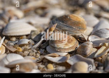 Conchiglie sulla spiaggia Foto Stock