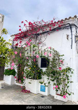Tranquille strade acciottolate ed edifici imbiancati nella storica Dalt Vila, Ibiza, Isole Baleari, Spagna: Phillip Roberts Foto Stock