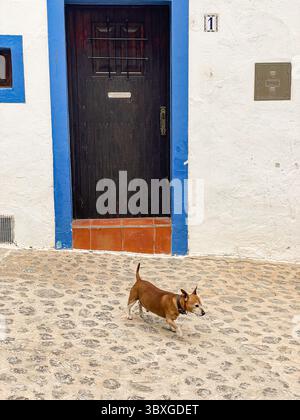 Tranquille strade acciottolate ed edifici imbiancati nella storica Dalt Vila, Ibiza, Isole Baleari, Spagna: Phillip Roberts Foto Stock