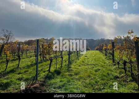 Filari di viti in un vigneto. Concetto di produzione vinicola o di agricoltura. Foto Stock