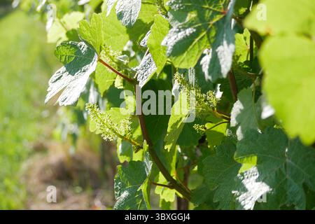Viti in un vigneto da vicino. Concetto di produzione vinicola o di agricoltura. Foto Stock