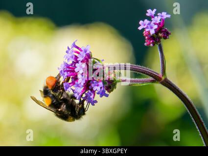 Un Bumblebee dalla coda bianca (Bombus lucorum), che impollina un fiore di Verbena Foto Stock